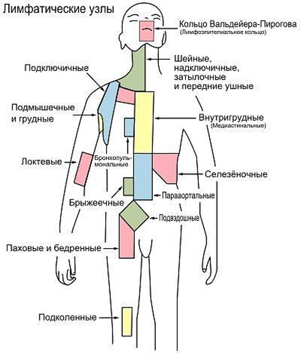 основные группы лимфоузлов 