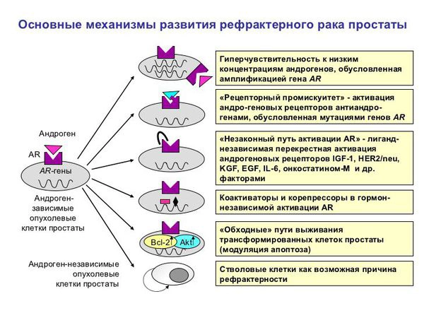 рак простаты3