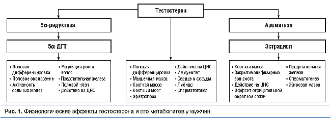 тестостерон биологические эффекты 