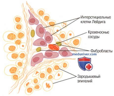 тестостерон1