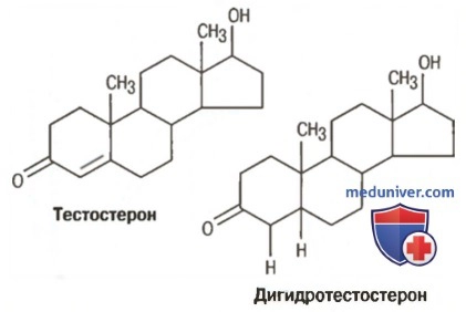 тестостерон2