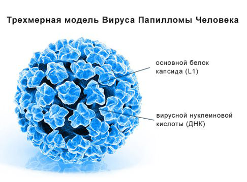 вирус папиломы человека 