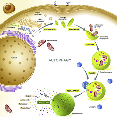 аутофагия2