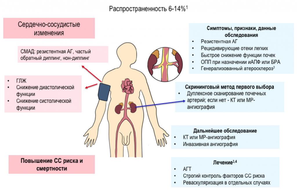 атеросклероз почечных артерий