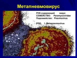 метапневмовирус человека 