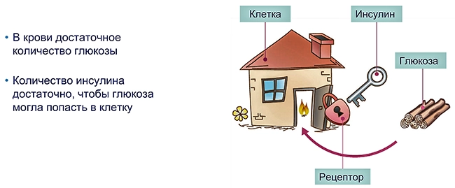 Школа сахарный диабет 2тип - 2